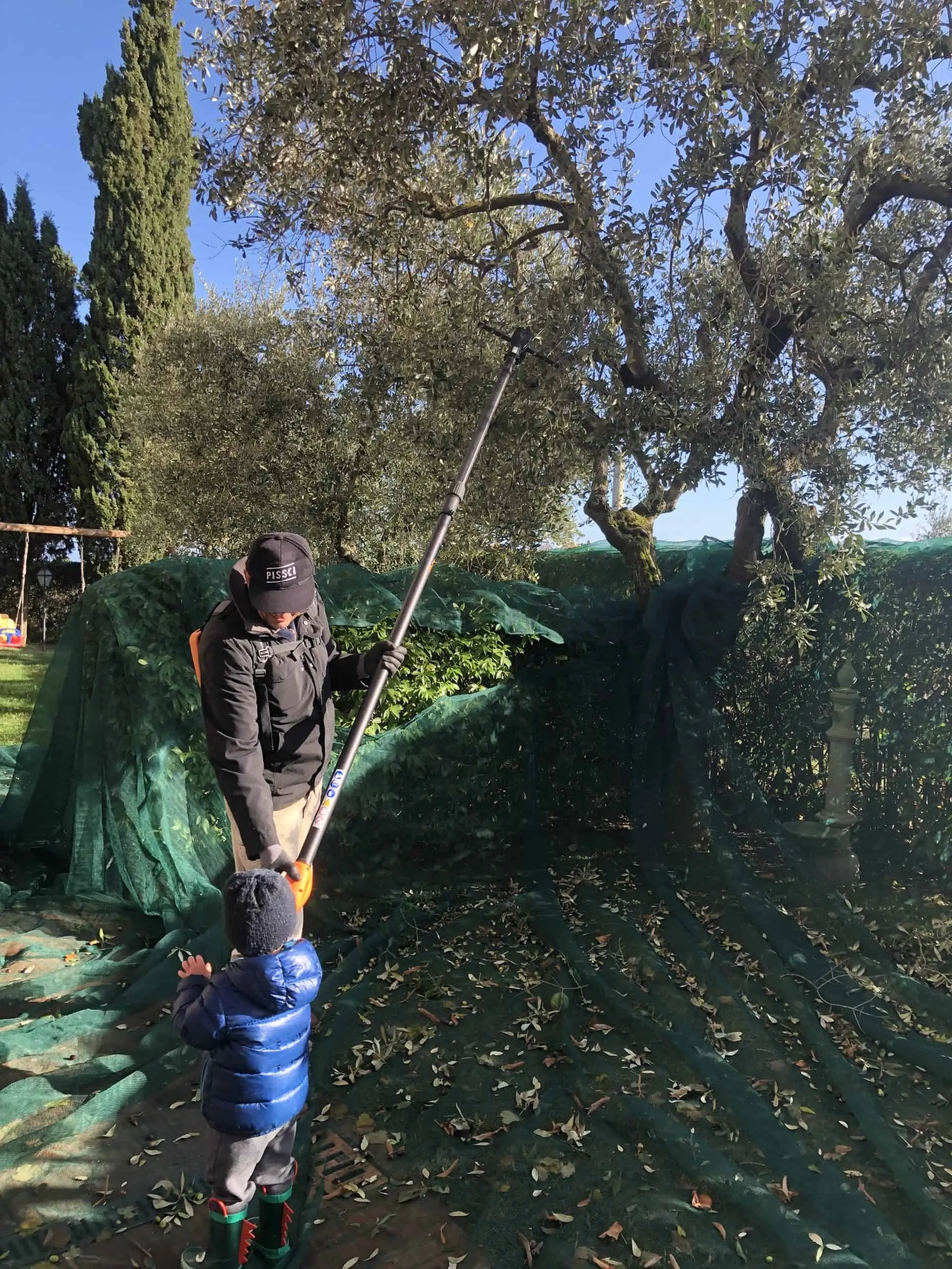 boy and man harvesting olives from olive tree