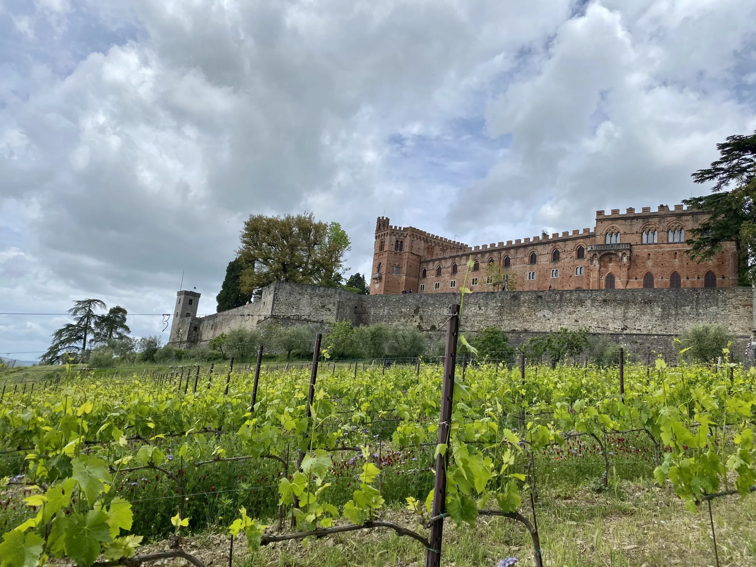 View of Brolio Castle (Castello di Brolio) from the vineyard below
