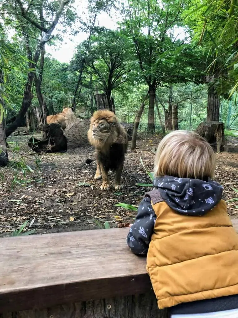 little boy observing the lions in their enclosure at the zoo di pistoia in italy