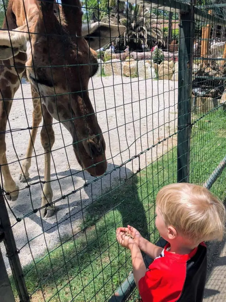 little boy feeding a giraffe at the zoo di pistoia in italy