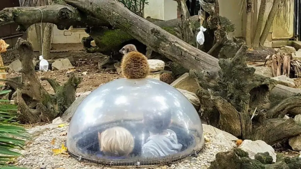 two little boys getting a close up view of a meerkat from a viewing bubble at the zoo di pistoia in italy