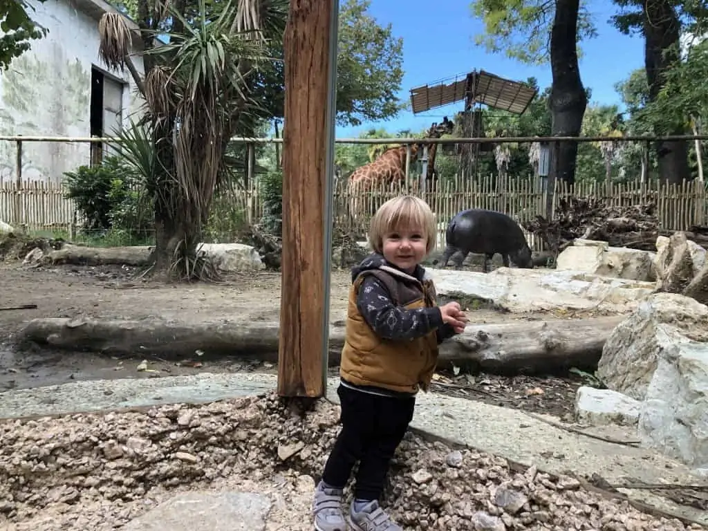 little boy in front of pygmy hippo enclosure at the zoo di pistoia in italy