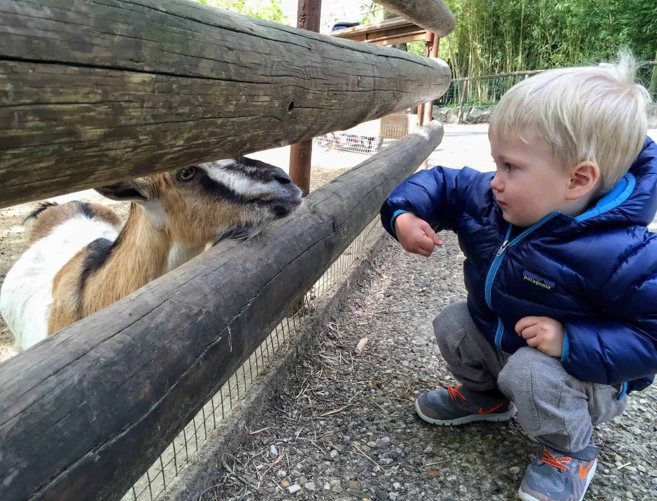 boy feeding goat at zoo di pistoia in italy