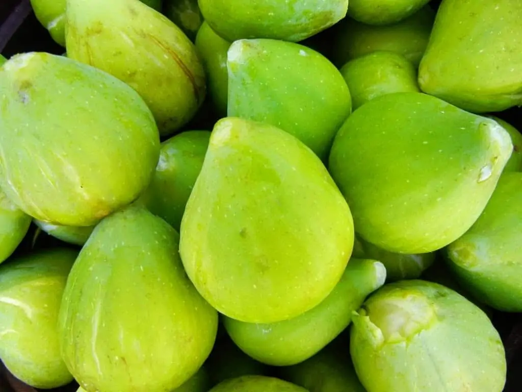 close up look at about 15 fresh green figs