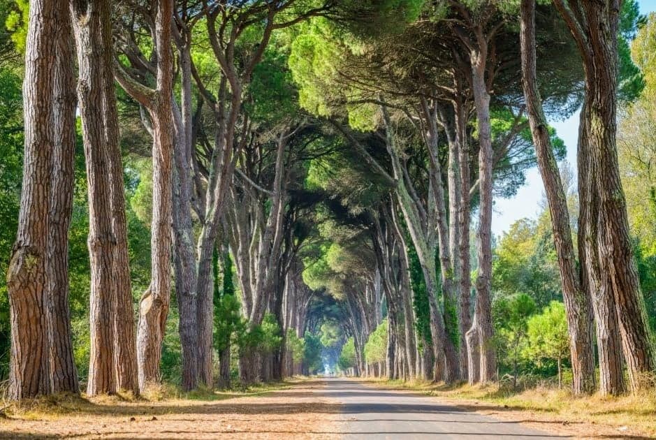 Wide path with tall umbrella pines lining both sides in Parco San Rossore near Lucca, Italy