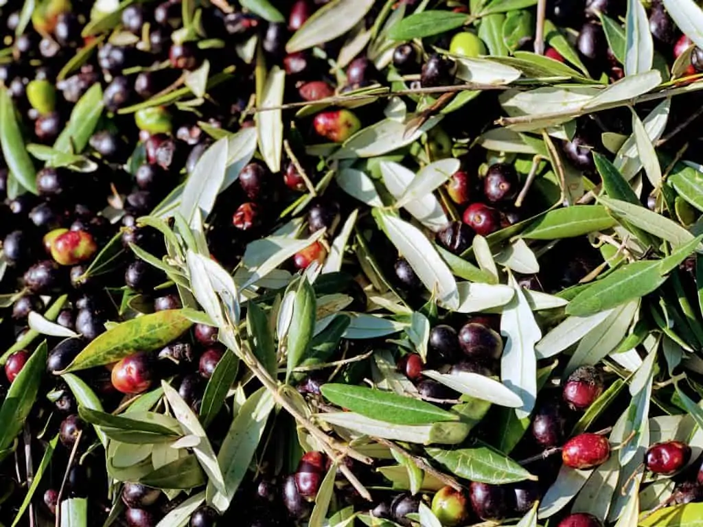 Close up view of black olive in Tuscany.  They've just been picked and still have leaves and stems attached.