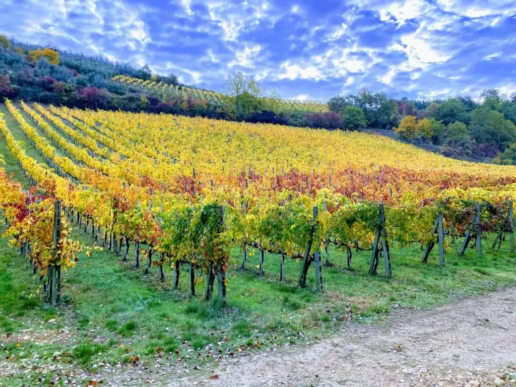 Colorful vineyard in Tuscany in the autumn.  Blue cloudy sky and some forest in the background