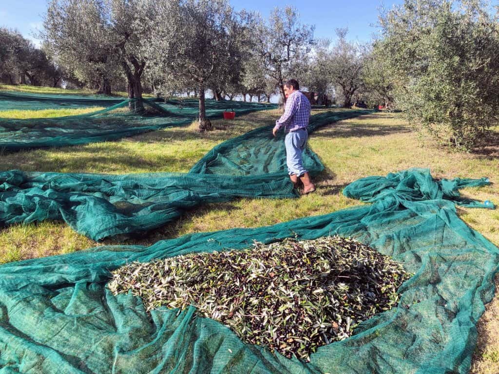 Man in olive grove is adjusting the nets used to catch the olives on the ground during the harvest. There are large green nets set up in the olive grove. The net closest to the camera is full of olives and olive leaves.