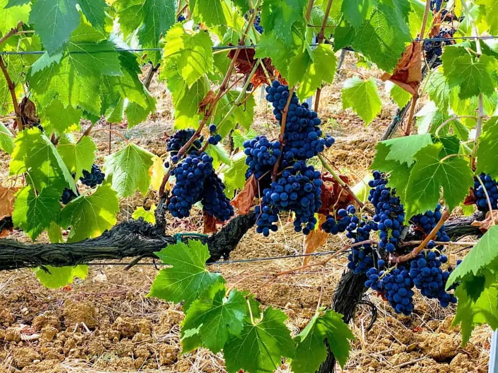 Red grapes on the vine in a vineyard in Northern Tuscany.  The leaves are bright green and you can see the dry soil on the ground.  