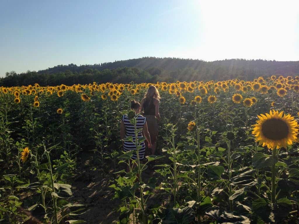 Girls walking in a sunflower field in Tuscany, Italy.