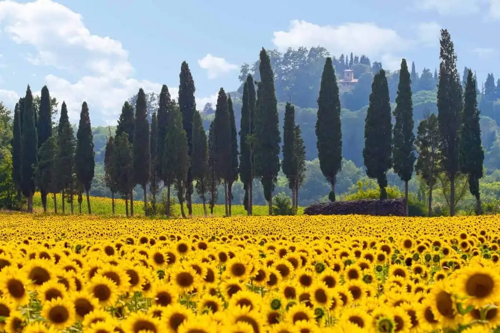 Sunflowers and cypress trees in Tuscany, Italy.