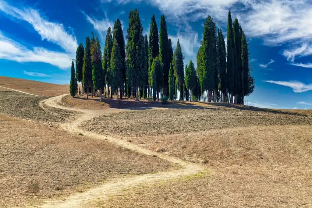The famous cluster of cypress trees near San Quirico d'Orcia. The ground is brown grass and dirt.