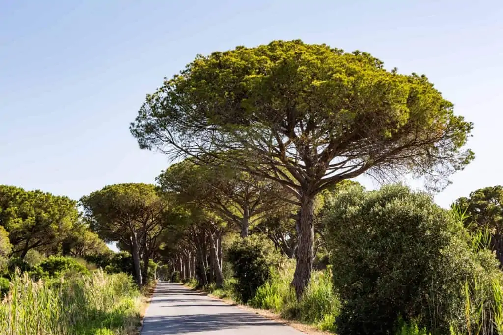 Umbrella pine lined road in Southern Tuscany, Italy.