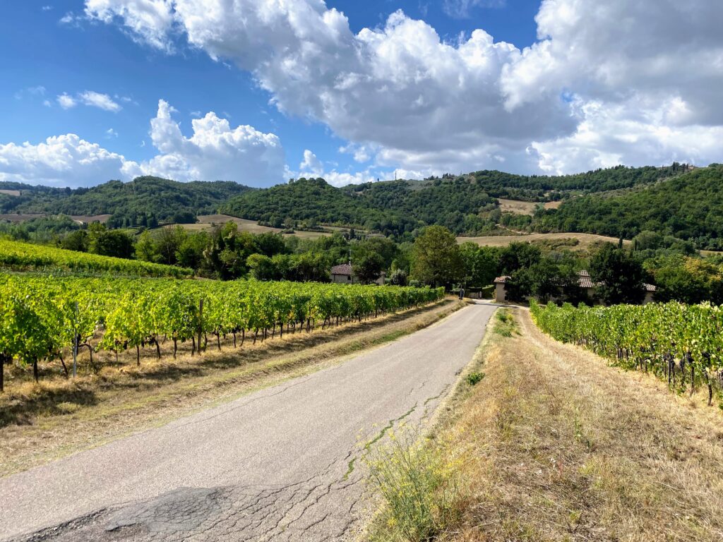 Country road in Tuscany, Italy. Vineyards on both sides and puffy white clouds in the blue sky.