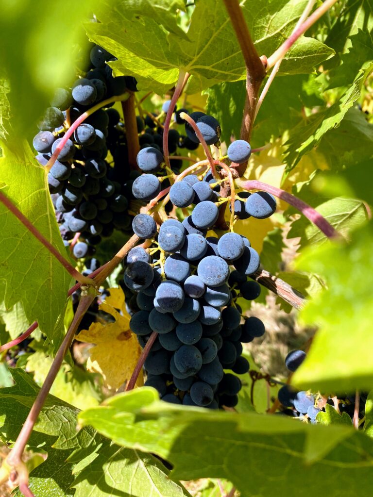 Grapes on the vine in Tuscany, Italy are ready to be harvested.