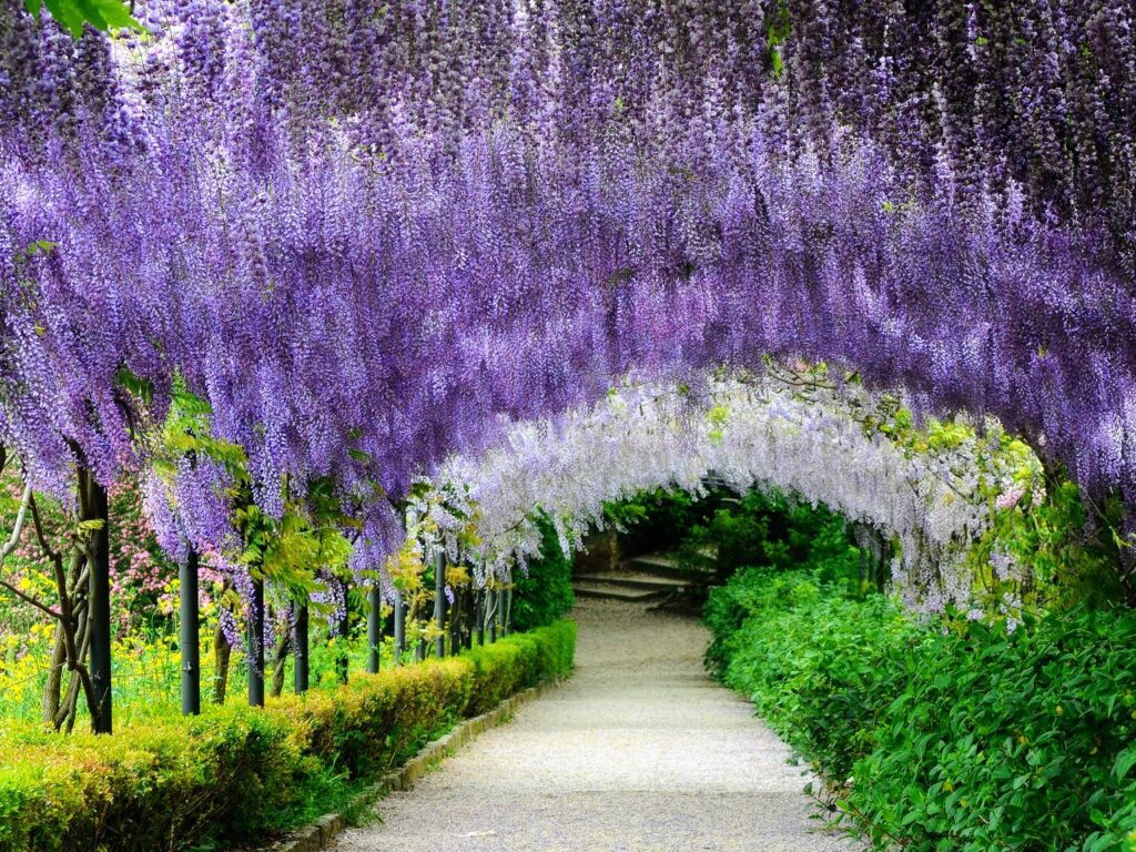 Wisteria tunnel in the spring in the Bardini Garden in Florence, Italy.