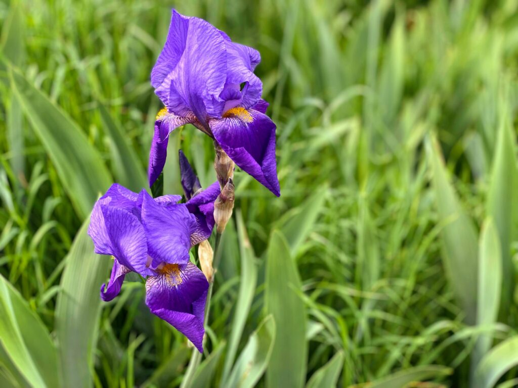 Close up of an iris in the seasonal Iris Garden in Florence, Italy.