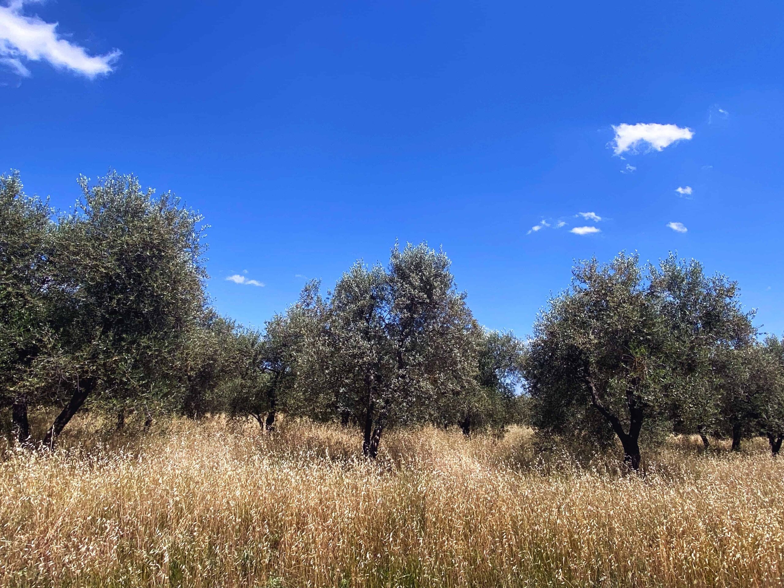 Olive grove and golden grasses on a sunny day in the summer in Tuscany, Italy.