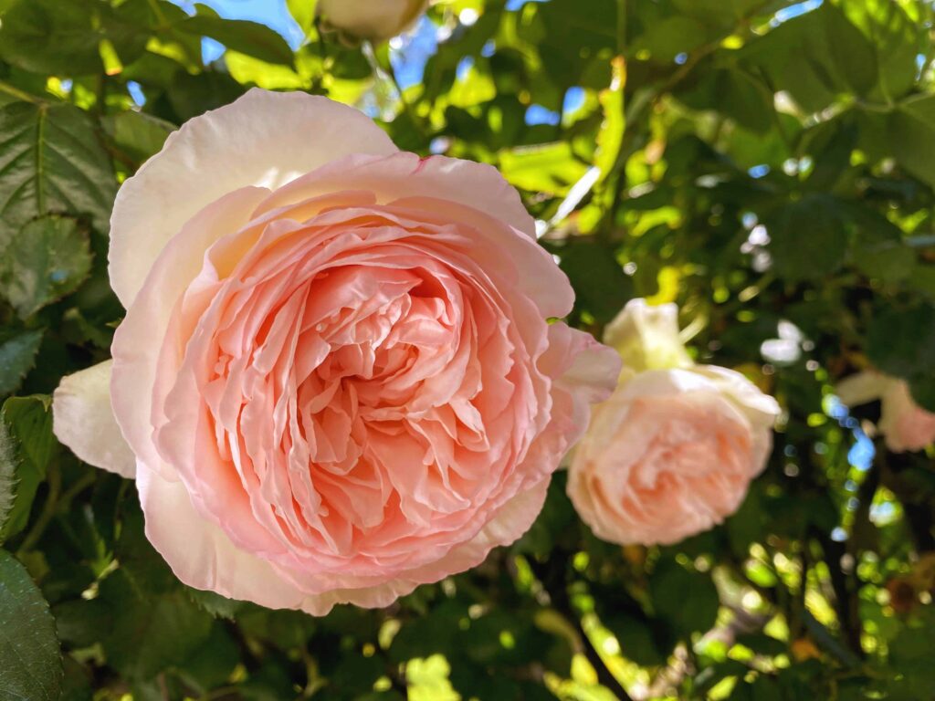Peach-colored rose in full bloom in Italy.