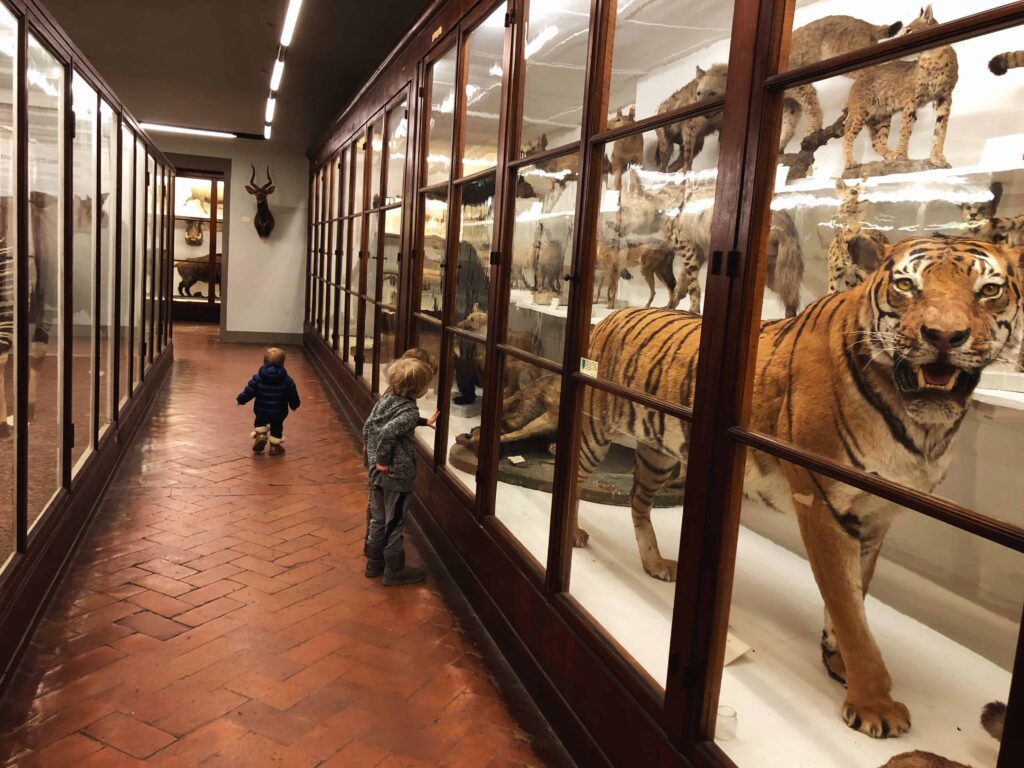 Children looking at the taxidermied animals in La Specola museum in Florence, Italy.  You can see a tiger in the foreground.