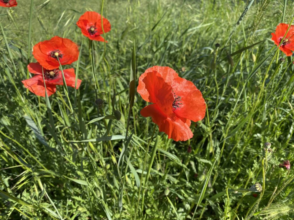 Poppies blooming on the side of the road in spring in Tuscany.