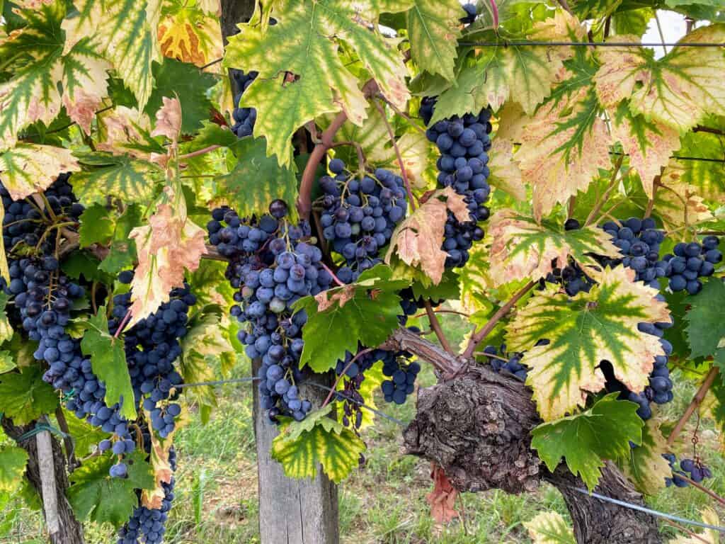 Close up of red grapes on a vine in Italy.
