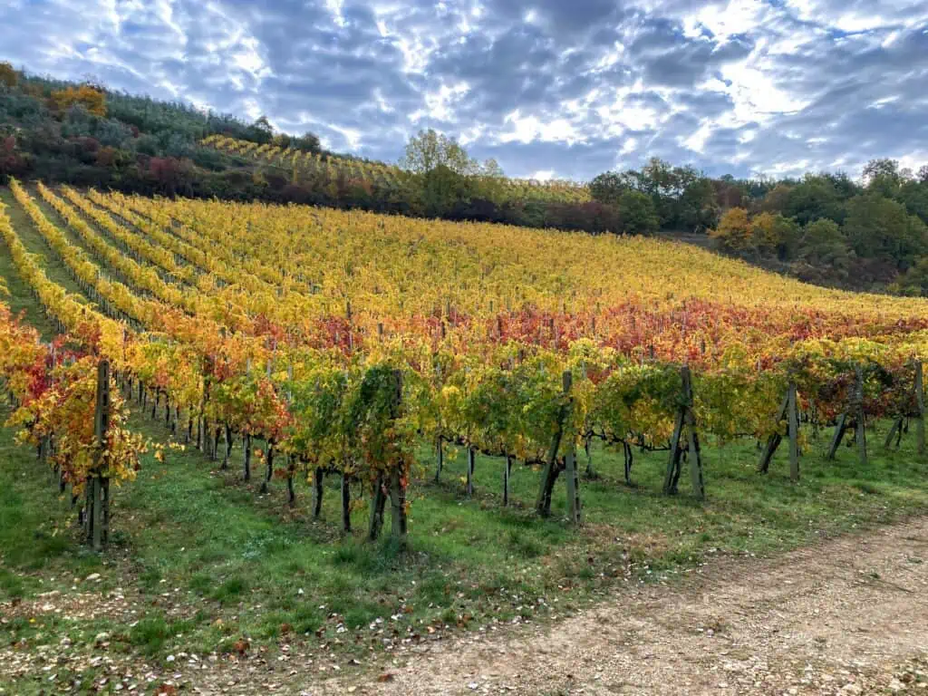 Colorful vineyard in Tuscany on a cloudy day.