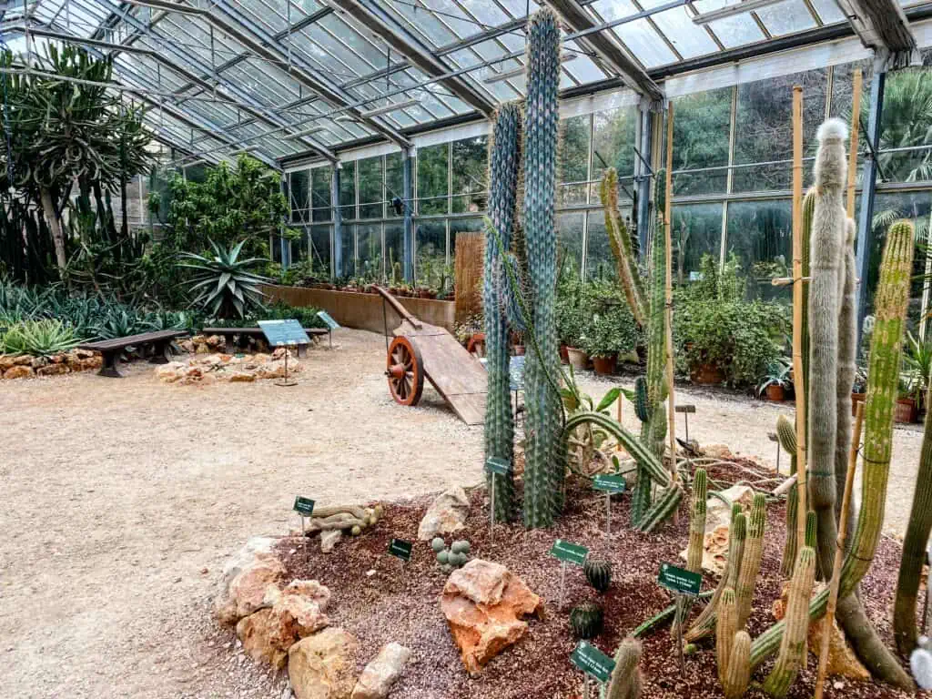 Inside the desert greenhouse in the Pisa botanical garden. You can see cacti and succulents.