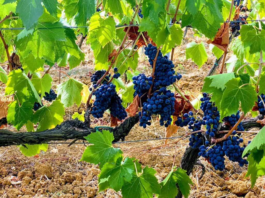 Grapes on the vine are ready to be harvested in Chianti, Tuscany, Italy.
