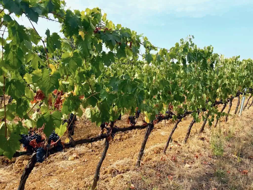 Grapes on the vine ready to be picked in Chianti, Tuscany.