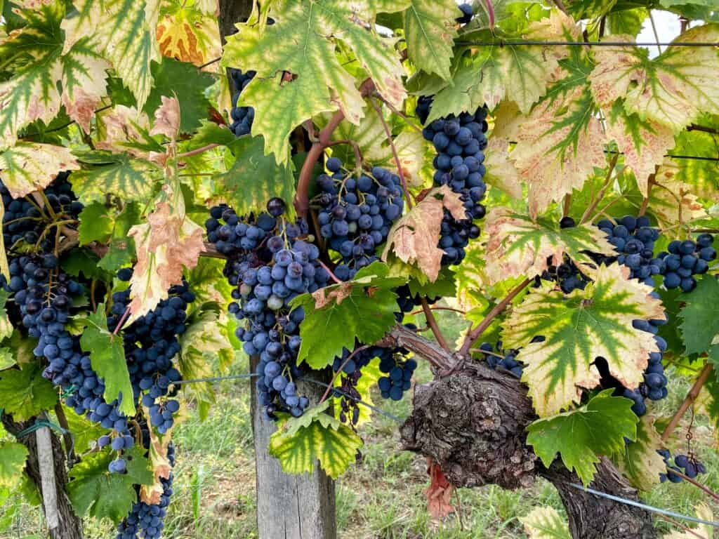 Red grapes on the vine are ready to be harvested in Chianti, Tuscany, Italy.