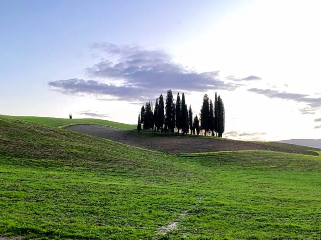 Group of cypress trees in an empty field. It's nearing sunset time. Grass is bright green and there is a ring of dirt around the base of the trees.