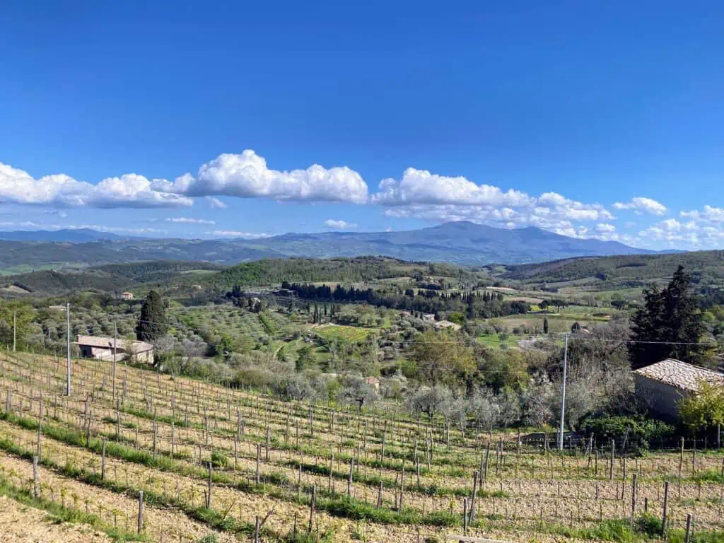 View of new vineyard and forested countryside in Tuscany on sunny day with puffy white clouds.