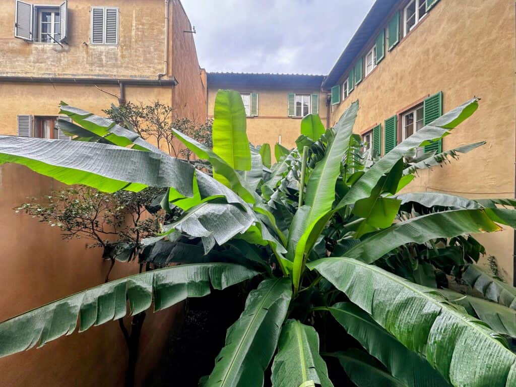 Large palm in an internal courtyard of an apartment building in Florence, Italy. It's surrounded by golden colored buildings.
