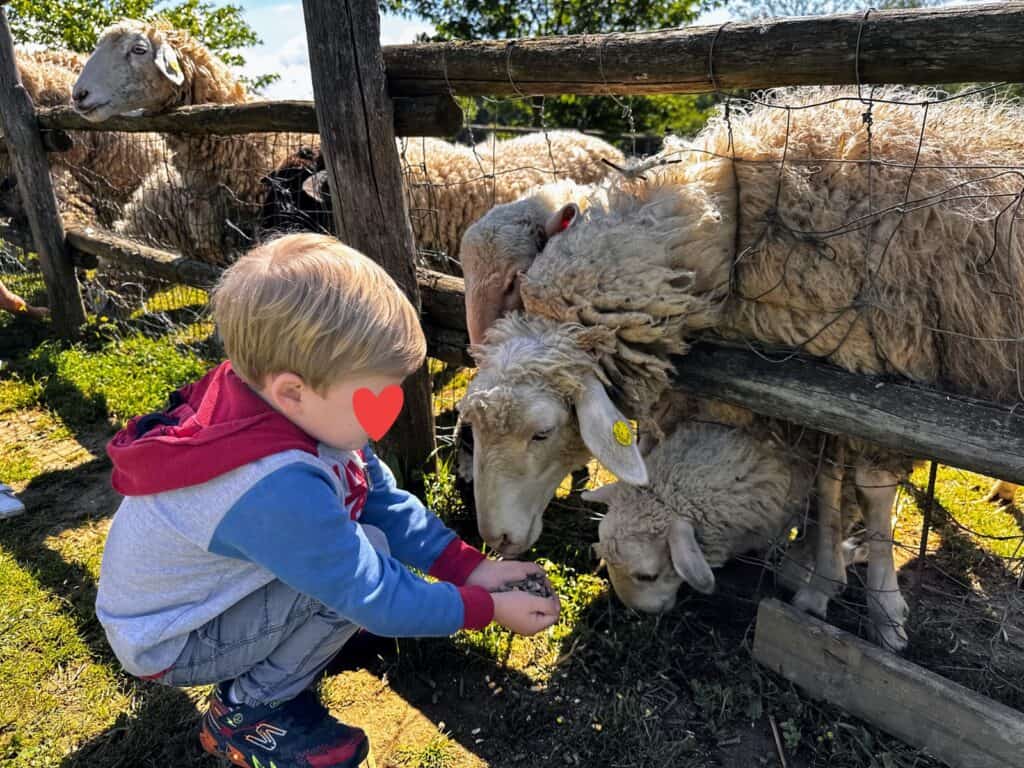Boy crouches down to feed sheep that are behind a wooden and wire fence in Tuscany, Italy.