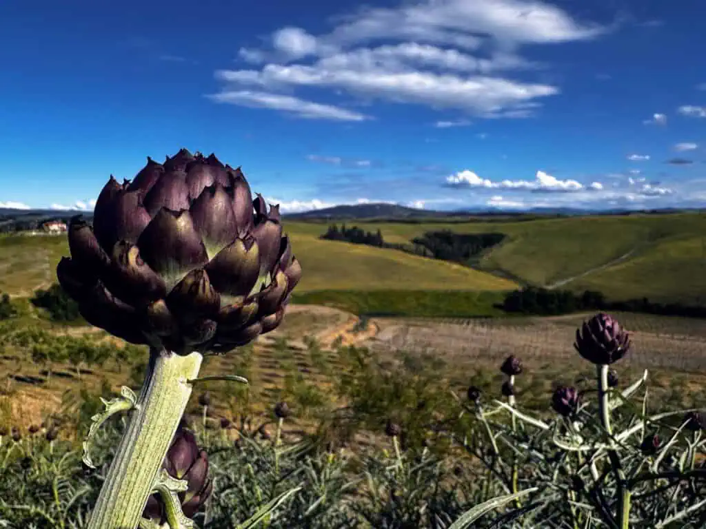 Close up of an artichoke growing in the Tuscan countryside. Behind it are green, rolling Tuscan hills and a blue sky with fluffy, white clouds.