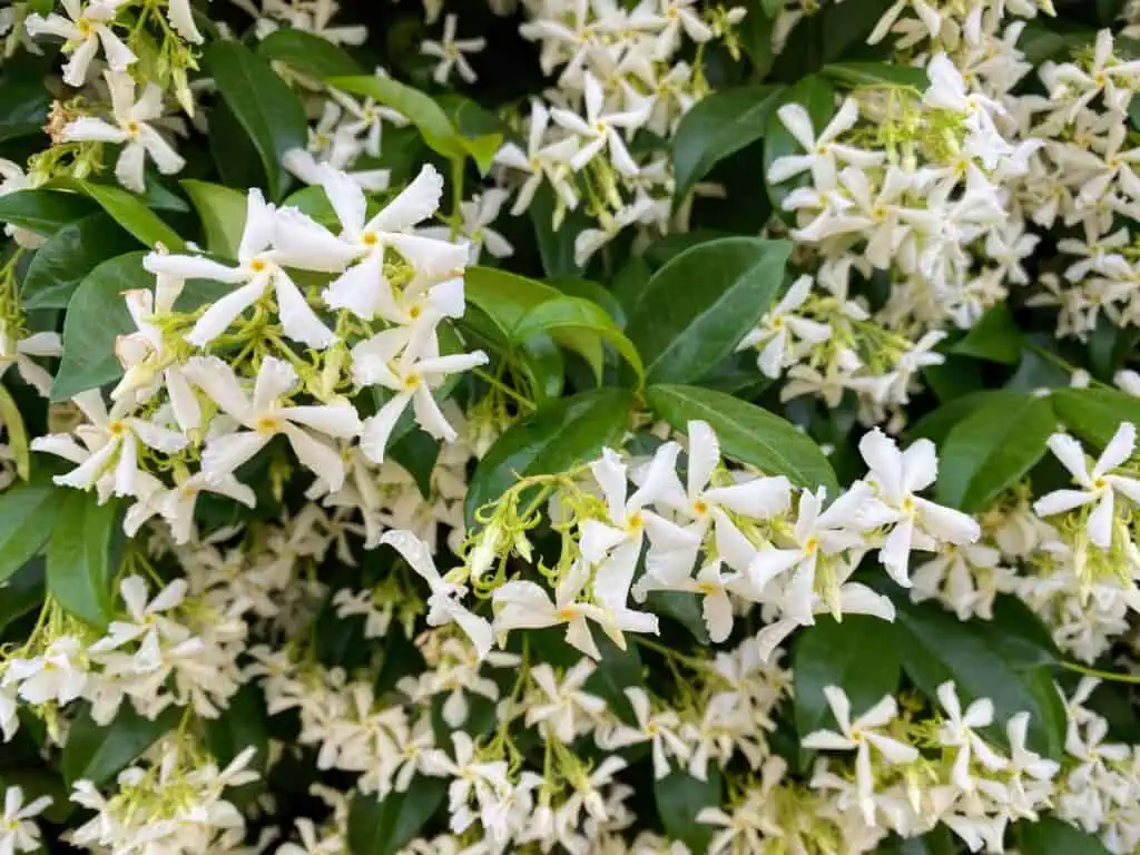 Bush of white jasmine flowers.