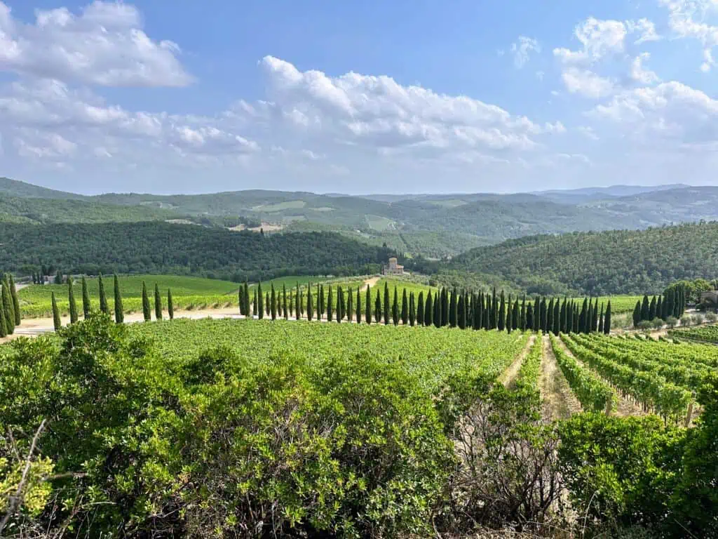 Cypress trees and vineyards decorate the landscape in Tuscany.