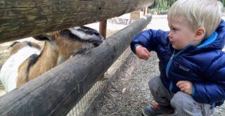 Boy feeding goat through wooden fence.