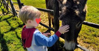 Boy pets a donkey behind a wooden fence on a farm in Tuscany, Italy.